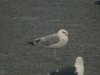 Caspian Gull at Canvey Wick (Steve Arlow) (161392 bytes)